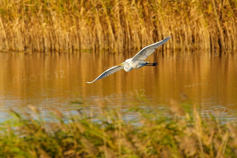 A heron flies over a reed pond in the golden light of nature, great egret (Ardea alba, syn.: Casmerodius albus, Egretta alba) wildlife, Western Pomerania Lagoon Area National Park, Zingst, Mecklenburg-Western Pomerania, Germany