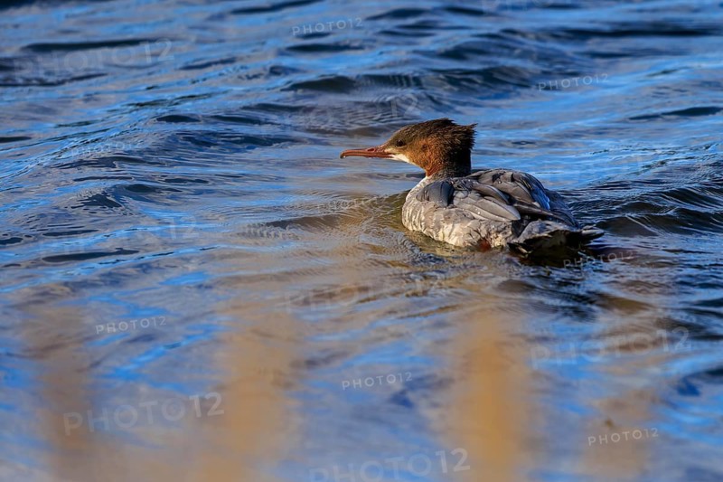 A duck bird paddles across a calm water surface, surrounded by natural landscape, goose sawers (Mergus merganser), wildlife, Western Pomerania Lagoon Area National Park, Zingst, Mecklenburg-Western Pomerania, Germany