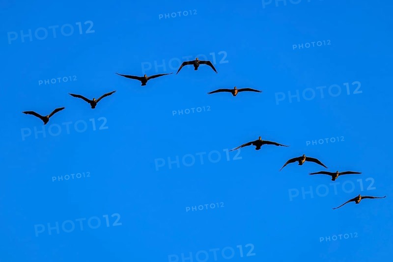 Eight cormorants fly in an arc formation in the blue sky, cormorant, (Phalacrocorax carbo), wildlife, Western Pomerania Lagoon Area National Park, Zingst, Mecklenburg-Western Pomerania, Germany