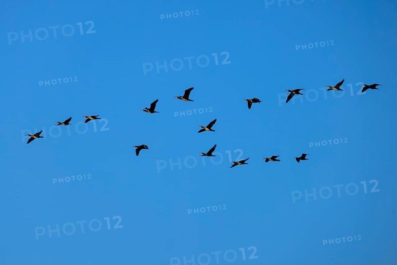 A larger group of cormorants flying in formation in the blue sky, cormorant, (Phalacrocorax carbo), wildlife, Western Pomerania Lagoon Area National Park, Zingst, Mecklenburg-Western Pomerania, Germany