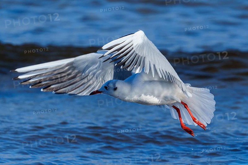 Seagull in the air with wings spread over the blue sea, black-headed gull (Larus ridibundus) wildlife, Western Pomerania Lagoon Area National Park, Zingst, Mecklenburg-Western Pomerania, Germany