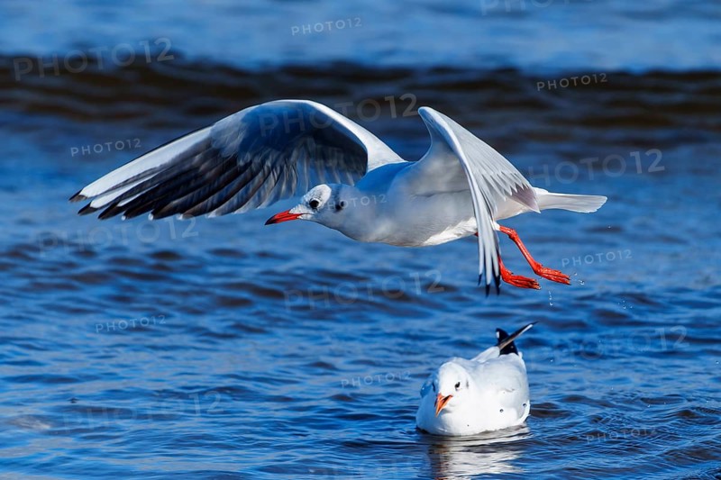 Two seagulls, one flying and the other swimming in the ocean, black-headed gull (Larus ridibundus) wildlife, Western Pomerania Lagoon Area National Park, Zingst, Mecklenburg-Western Pomerania, Germany