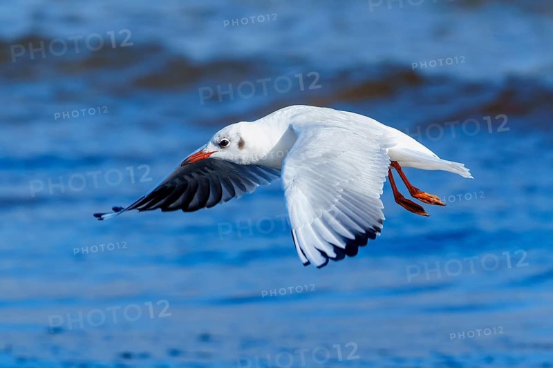 White seagull flying just above water in a clear blue atmosphere, black-headed gull (Larus ridibundus) wildlife, Western Pomerania Lagoon Area National Park, Zingst, Mecklenburg-Western Pomerania, Germany