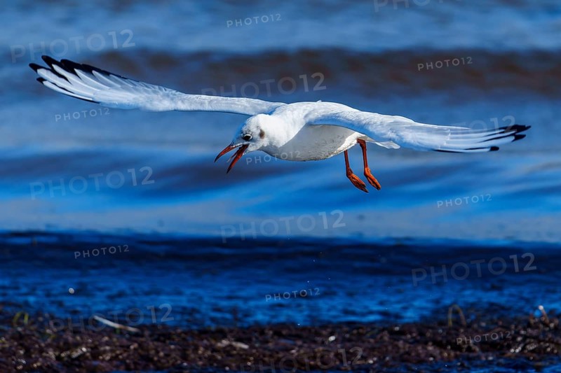 Seagull flies horizontally across the sea and makes a sound, black-headed gull (Larus ridibundus) wildlife, Western Pomerania Lagoon Area National Park, Zingst, Mecklenburg-Western Pomerania, Germany