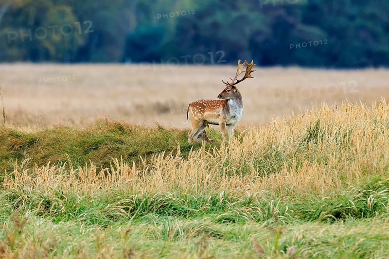 A deer stands in a meadow with tall grass in front of a forest edge in autumn, fallow deer (Dama dama), deer, wildlife, Western Pomerania Lagoon Area National Park, Zingst, Mecklenburg-Western Pomerania, Germany