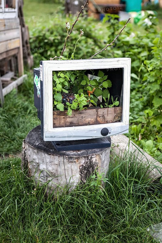 DEU Germany Germany Berlin Green still life with overgrown computer monitor in the gardens of the former Tempelhof airport