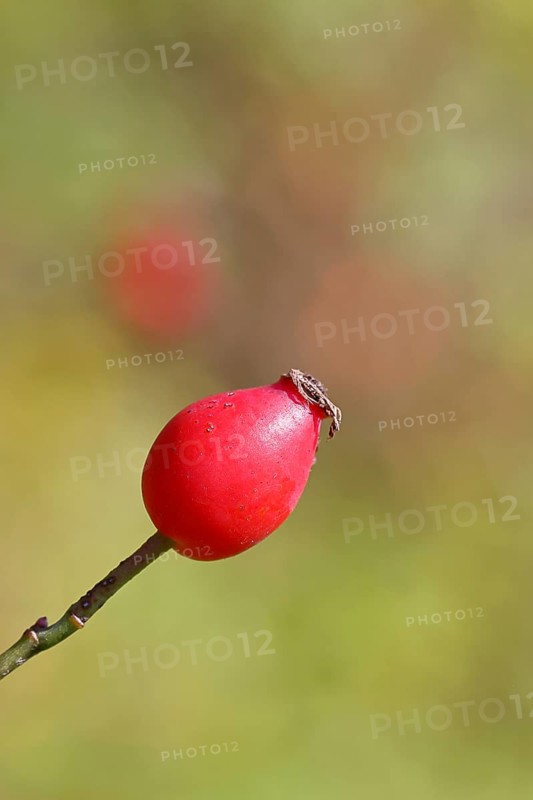 Ripe rose hip fruit of the dog rose (Rosa canina) on a branch, close-up, Wilnsdorf, North Rhine-Westphalia, Germany