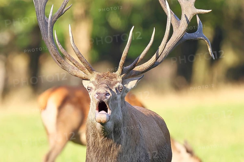Red deer (Cervus elaphus) during rutting season, capital deer roaring in a forest clearing, animal portrait, wildlife, autumn, Sauerland, North Rhine-Westphalia, Germany