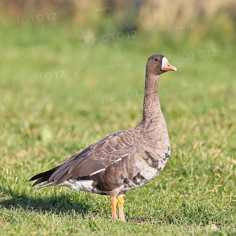 Coot goose (Anser albifrons), standing in a meadow in the wintering area, wildlife, Bislicher Insel nature reserve, Xanten, Lower Rhine, North Rhine-Westphalia, Germany