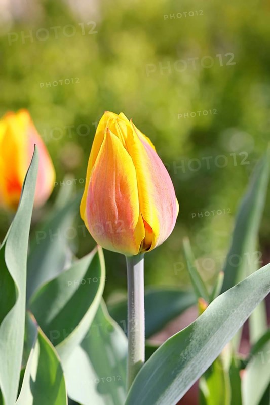 Tulip (Tulipa), red-yellow flower, Wilnsdorf, North Rhine-Westphalia, Germany