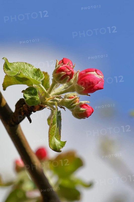 Apple blossoms (Malus), red flowers still closed against a blue sky, close-up, Wilnsdorf, North Rhine. Westphalia, Germany