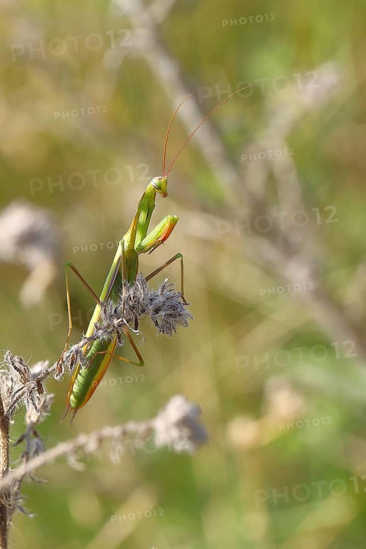 European praying mantis (Mantis religiosa), in a bush, Burgenland, Austria