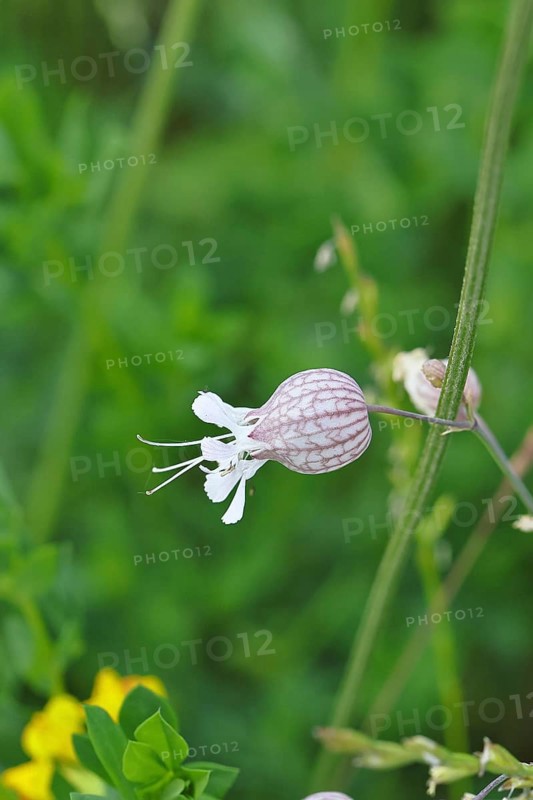 Dove Crop Leimkraut, Inflated Leimkraut or Common Leimkraut (Silene vulgaris), Blüte, Wilnsdorf, North Rhine-Westphalia, Germany