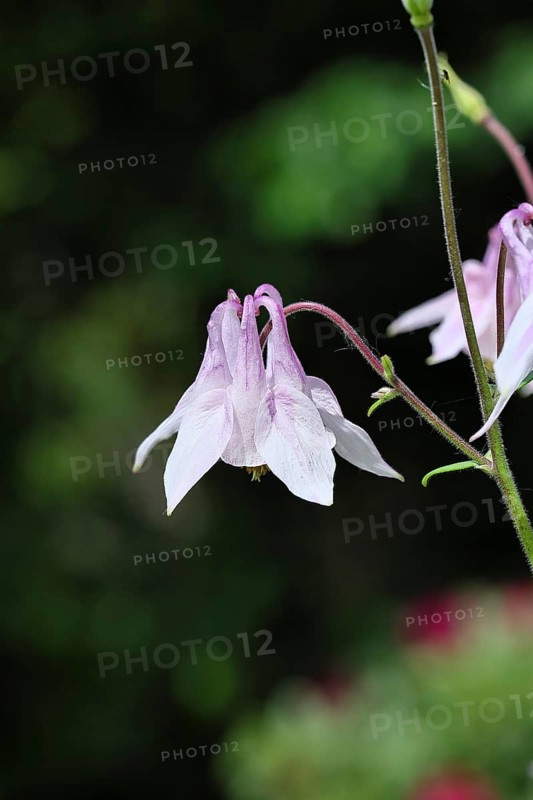 Common columbine (Aquilegia vulgaris), white flower on the edge of the forest, dark background, Wilnsdorf, North Rhine-Westphalia, Germany