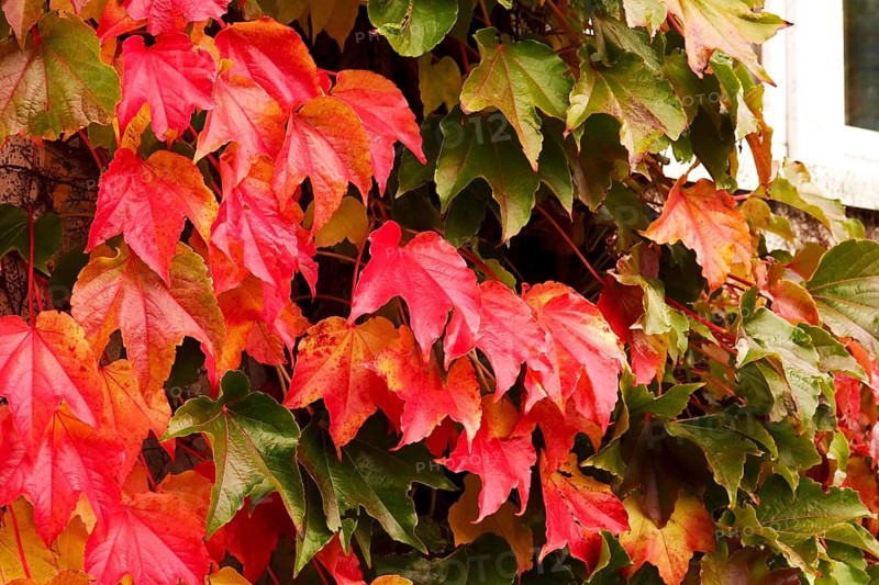 Wild wine leaves glowing in autumn colors, October, Germany
