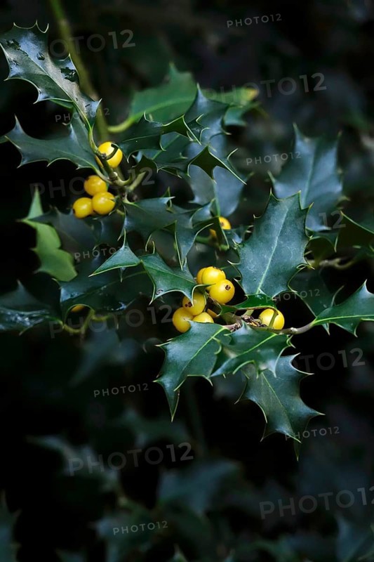 Ilex, autumn time, Germany