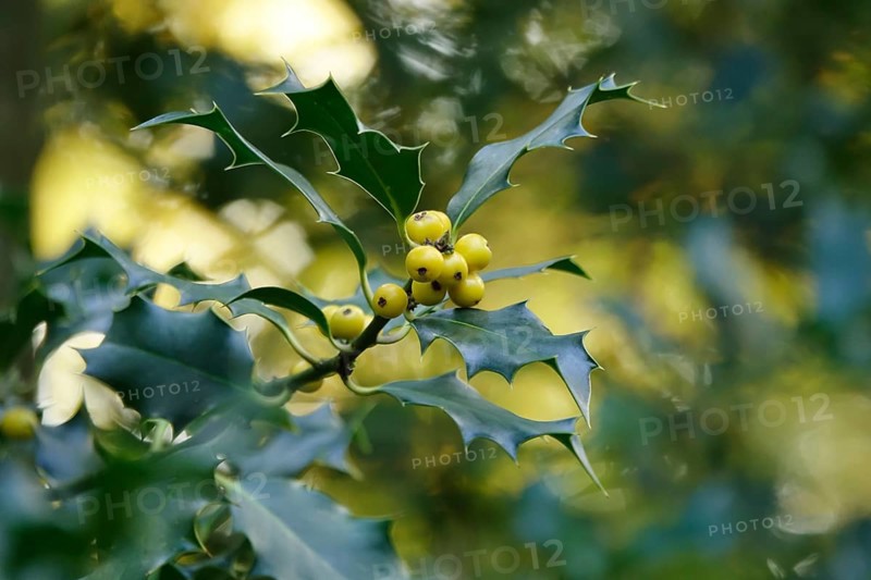 Ilex, autumn time, Germany