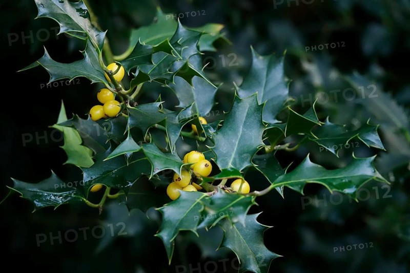 Ilex, autumn time, Germany