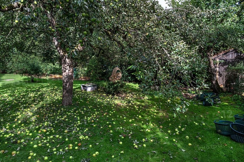 Shaken apples under the apple tree (Malus), Lauf an der Pegnitz, Middle Franconia, Bavaria, Germany