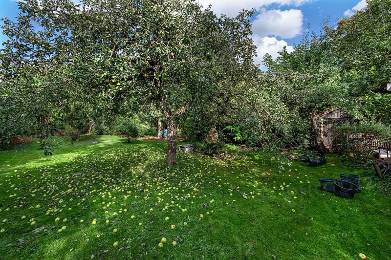 Shaken apples under the apple tree (Malus), Lauf an der Pegnitz, Middle Franconia, Bavaria, Germany