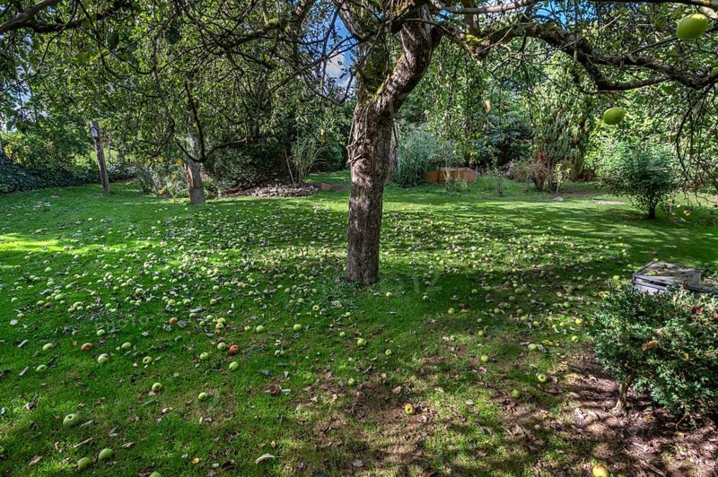Shaken apples under the apple tree (Malus), Lauf an der Pegnitz, Middle Franconia, Bavaria, Germany