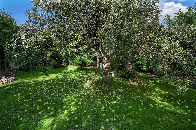 Shaken apples under the apple tree (Malus), Lauf an der Pegnitz, Middle Franconia, Bavaria, Germany