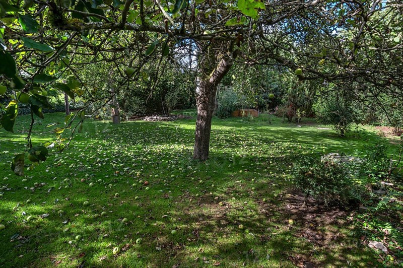 Shaken apples under the apple tree (Malus), Lauf an der Pegnitz, Middle Franconia, Bavaria, Germany