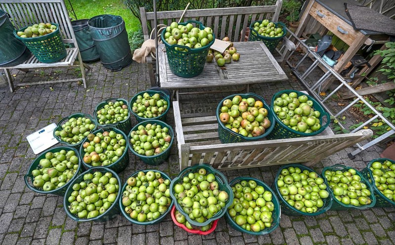 Apple earns (Malus), apples collected in baskets, Lauf an der Pegnitz, Middle Franconia, Bavaria, Germany