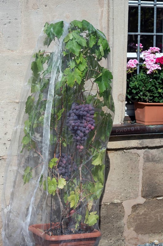 Vine with grapes with a net protected against birds, Hannberg, Middle Franconia, Bavaria, Germany