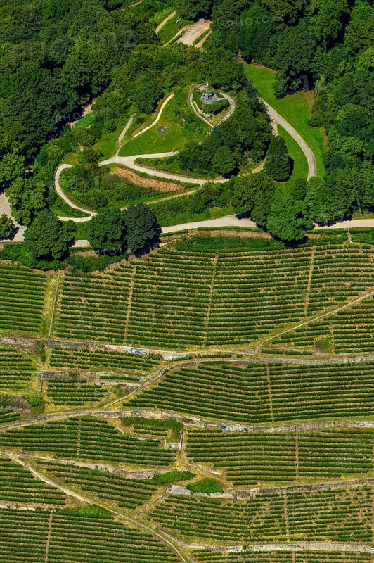 Viticulture at Freiburg Schlossberg in Oberau, Ludwigshöhe, Freiburg im Breisgau, Breisgau, Baden-Württemberg, Germany, Europe, aerial view, birds-eyes view, aerial photography, aerial photography, overview, bird's eye view, university city, trinational metropolitan region Upper Rhine