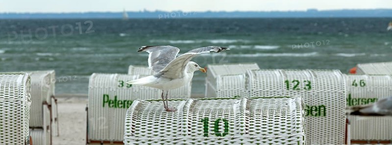 Jetty with beach chairs, seagull, Grömitz, Baltic Sea, Schleswig-Holstein, Germany, Europe, aerial view, birds-eyes view, aerial photography, aerial photography, overview, bird's eye view