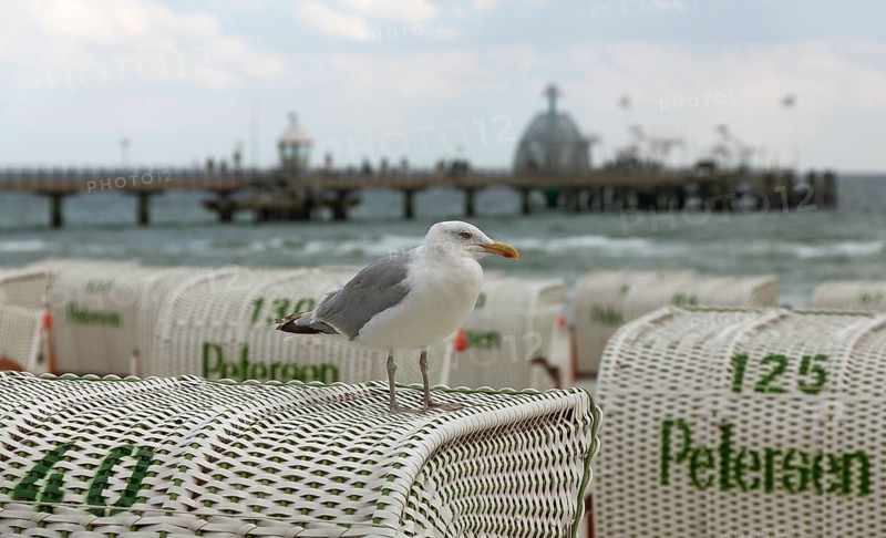 Jetty with beach chairs, seagull, Grömitz, Baltic Sea, Schleswig-Holstein, Germany, Europe, aerial view, birds-eyes view, aerial photography, aerial photography, overview, bird's eye view
