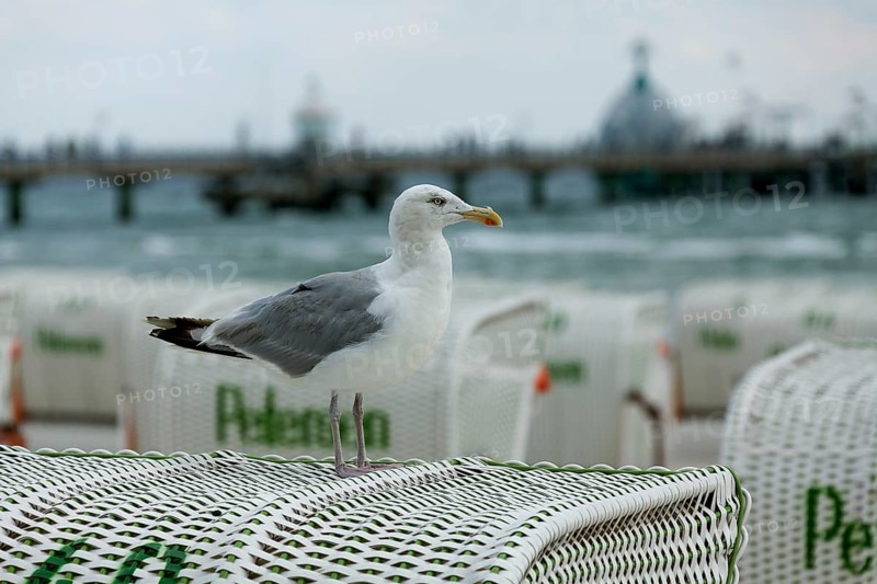 Jetty with beach chairs, seagull, Grömitz, Baltic Sea, Schleswig-Holstein, Germany, Europe, aerial view, birds-eyes view, aerial photography, aerial photography, overview, bird's eye view