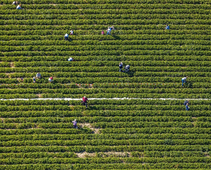 Aerial view, strawberry fields, Elberfelder Straße, Gennebreck, Sprockhövel, Ruhr area, North Rhine-Westphalia, Germany, DE, Ennepe-Ruhr-Kreis, strawberry picking, harvest workers, Europe, vegetables, aerial view, aerial photography, aerial photography, fruit, overview, bird's-eye view, overview