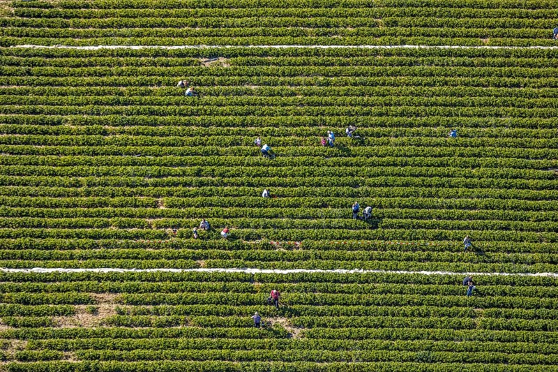 Aerial view, strawberry fields, Elberfelder Straße, Gennebreck, Sprockhövel, Ruhr area, North Rhine-Westphalia, Germany, DE, Ennepe-Ruhr-Kreis, strawberry picking, harvest workers, Europe, vegetables, aerial view, aerial photography, aerial photography, fruit, overview, bird's-eye view, overview