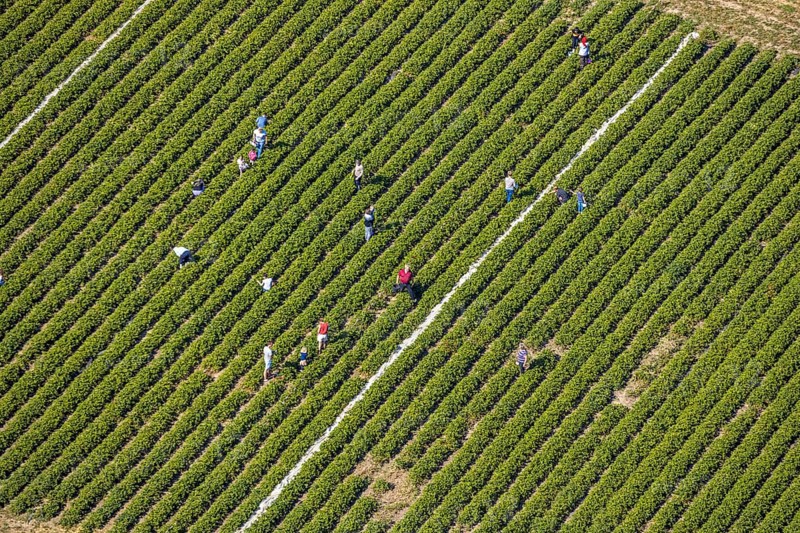 Aerial view, strawberry fields, Elberfelder Straße, Gennebreck, Sprockhövel, Ruhr area, North Rhine-Westphalia, Germany, DE, Ennepe-Ruhr-Kreis, strawberry picking, harvest workers, Europe, vegetables, aerial view, aerial photography, aerial photography, fruit, overview, bird's-eye view, overview