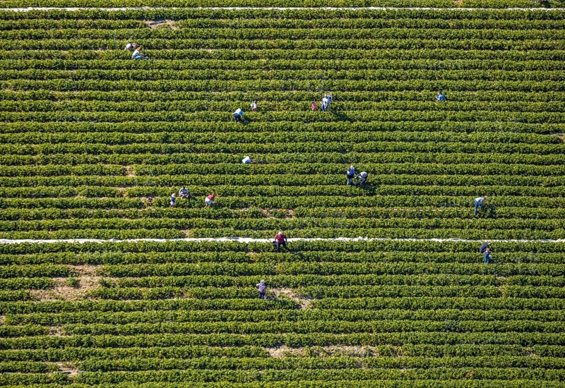 Aerial view, strawberry fields, Elberfelder Straße, Gennebreck, Sprockhövel, Ruhr area, North Rhine-Westphalia, Germany, DE, Ennepe-Ruhr-Kreis, strawberry picking, harvest workers, Europe, vegetables, aerial view, aerial photography, aerial photography, fruit, overview, bird's-eye view, overview