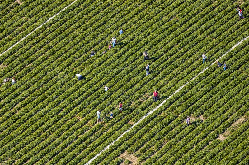 Aerial view, strawberry fields, Elberfelder Straße, Gennebreck, Sprockhövel, Ruhr area, North Rhine-Westphalia, Germany, DE, Ennepe-Ruhr-Kreis, strawberry picking, harvest workers, Europe, vegetables, aerial view, aerial photography, aerial photography, fruit, overview, bird's-eye view, overview