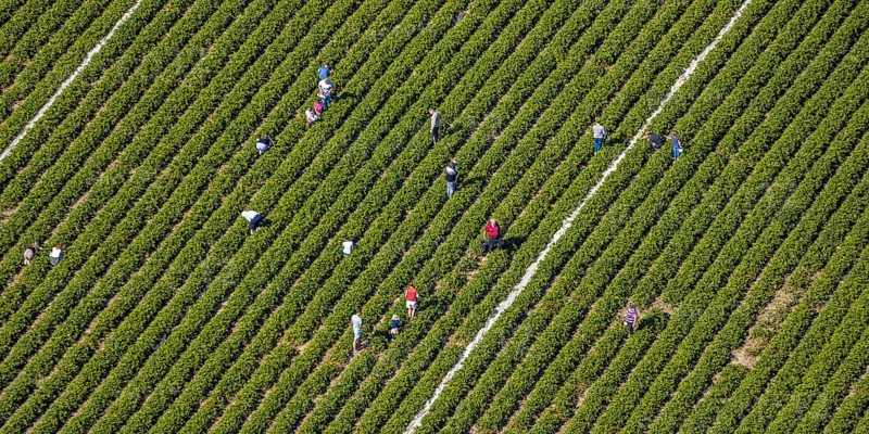 Aerial view, strawberry fields, Elberfelder Straße, Gennebreck, Sprockhövel, Ruhr area, North Rhine-Westphalia, Germany, DE, Ennepe-Ruhr-Kreis, strawberry picking, harvest workers, Europe, vegetables, aerial view, aerial photography, aerial photography, fruit, overview, bird's-eye view, overview