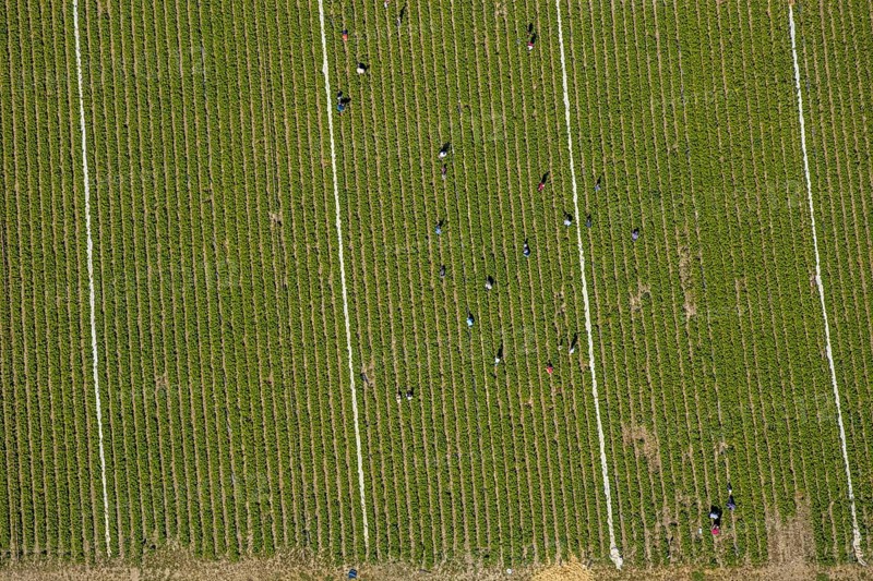 Aerial view, strawberry fields, Elberfelder Straße, Gennebreck, Sprockhövel, Ruhr area, North Rhine-Westphalia, Germany, DE, Ennepe-Ruhr-Kreis, strawberry picking, harvest workers, Europe, vegetables, aerial view, aerial photography, aerial photography, fruit, overview, bird's-eye view, overview