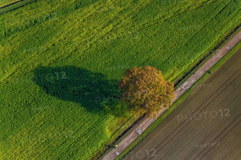 Aerial photo, field, meadow, field, field path with a tree, autumn leaves, Nordkirchen, Münsterland, North Rhine-Westphalia, Germany, DE, Europe, birds-eyes view, aerial view, aerial photography, aerial photography, overview, bird's eye view, agriculture, farming