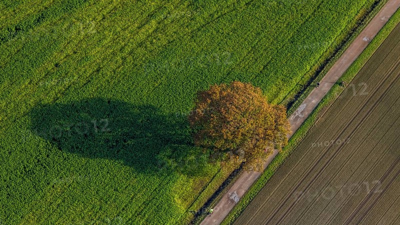 Aerial photo, field, meadow, field, field path with a tree, autumn leaves, Nordkirchen, Münsterland, North Rhine-Westphalia, Germany, DE, Europe, birds-eyes view, aerial view, aerial photography, aerial photography, overview, bird's eye view, agriculture, farming