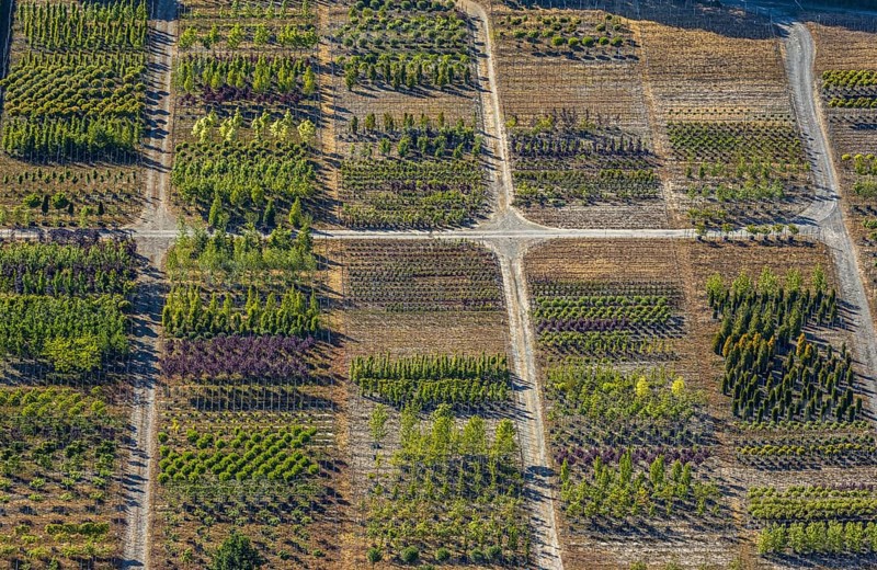 Aerial view, tree plots, tree nursery Wittener Straße 206, Ostholt, Hiddinghausen, Sprockhövel, Ruhr area, North Rhine-Westphalia, Germany, tree nursery, DE, Ennepe-Ruhr-Kreis, Europe, shapes and colours, green trees, aerial view, aerial photography, aerial photography, plots, overview, bird's-eye view, growth, birds-eyes view, overview