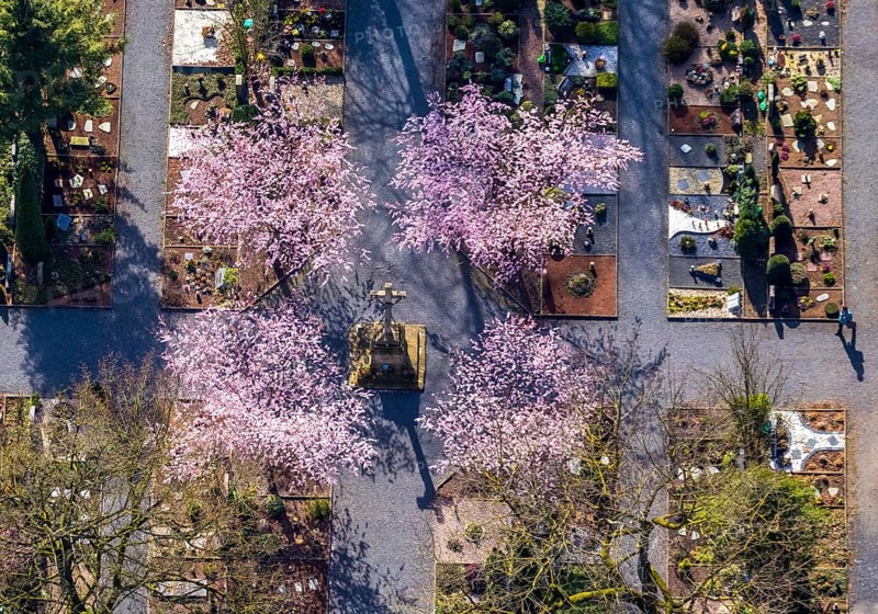 Aerial view, park cemetery, Rota winter cherry, Prunus subhirtella, flowering trees, cross, cross statue, cemetery cross, Werl, North Rhine-Westphalia, Germany