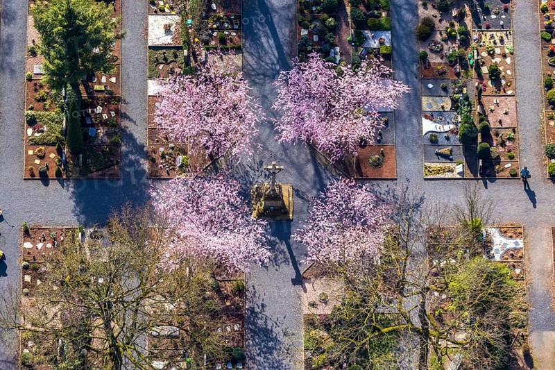 Aerial view, park cemetery, Rota winter cherry, Prunus subhirtella, flowering trees, cross, cross statue, cemetery cross, Werl, North Rhine-Westphalia, Germany