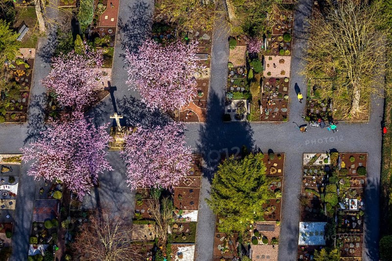 Aerial view, park cemetery, Rota winter cherry, Prunus subhirtella, flowering trees, cross, cross statue, cemetery cross, Werl, North Rhine-Westphalia, Germany