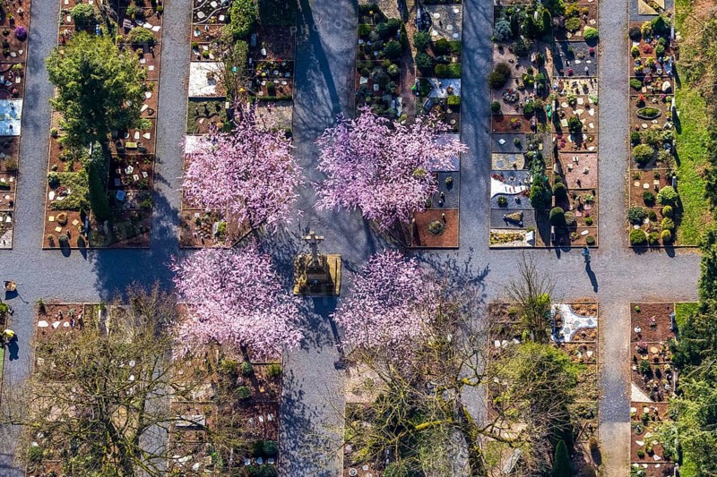 Aerial view, park cemetery, Rota winter cherry, Prunus subhirtella, flowering trees, cross, cross statue, cemetery cross, Werl, North Rhine-Westphalia, Germany
