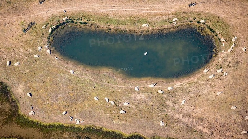 Aerial view, sheep at waterhole at Bergen Lake, lambs, lamb, Bislich, Wesel, Ruhr area, Lower Rhine, North Rhine-Westphalia, Germany