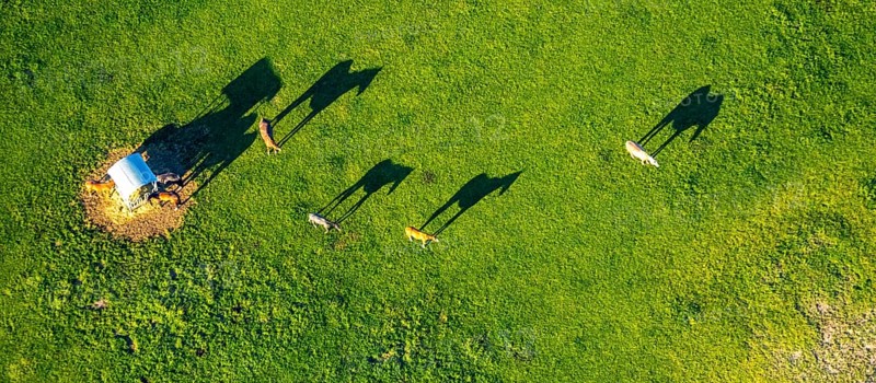 Aerial view, horses and feeding place on a green meadow, riding facility Stapelskotten, shapes and colours, Münster, Münsterland, North Rhine-Westphalia, Germany, Am Mooresch, DE, Europe, cows, aerial view, aerial photography, aerial photography, horses, shadow, overview, bird's eye view, meadows and fields, birds-eyes view, overview, shadow, long shadow, long shadow
