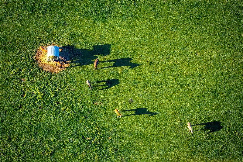 Aerial view, horses and feeding place on a green meadow, riding facility Stapelskotten, shapes and colours, Münster, Münsterland, North Rhine-Westphalia, Germany, Am Mooresch, DE, Europe, cows, aerial view, aerial photography, aerial photography, horses, shadow, overview, bird's eye view, meadows and fields, birds-eyes view, overview, shadow, long shadow, long shadow